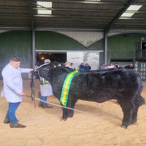 184 - Special Podcast - Live from Irish Aberdeen Angus Extravaganza