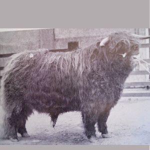 58 - History of Native Breeds - Highland Cattle