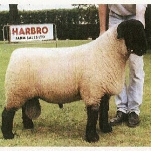 59 - History of Native breeds - Suffolk sheep