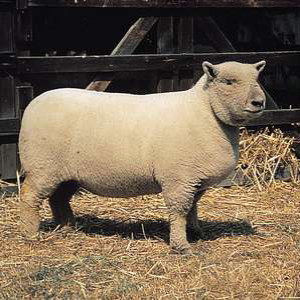 63 - History of Native Breeds - Southdown sheep
