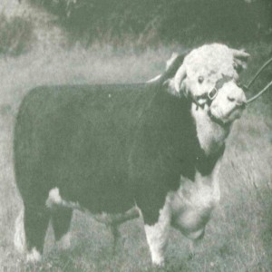 51 - History of Native Breeds - Hereford Cattle - Part 2