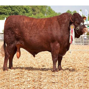 67 - History of Native Breeds - Ruby Red Devon Cattle