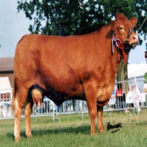 20 - The Continentals - The Limousin Breed