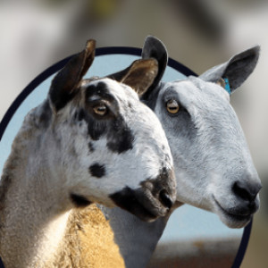 71 - History of Native Breeds - Blue Faced Leicester sheep