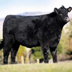 56 - History of Native Breeds - Galloway cattle