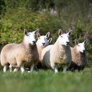 69 - History of Native Breeds - Cheviot Sheep