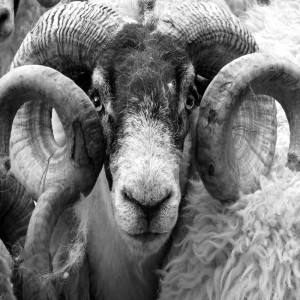 70 - History of Native Breeds - Scottish Blackface Sheep