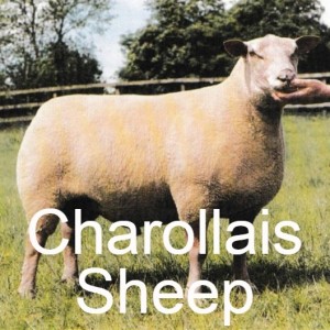 25 - The Continentals - Charollais Sheep