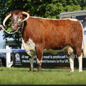 64 - History of Native Breeds - Longhorn Cattle