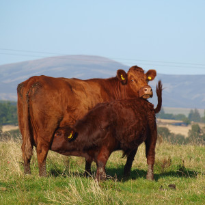 65 - History of Native breeds - Luing cattle