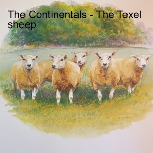 22 - The Continentals - The Texel sheep