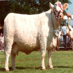 16 - The Continentals - the Charolais cattle breed