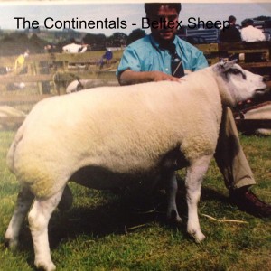 24 - The Continentals - Beltex Sheep