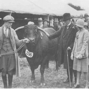 68 - History of Native breeds - Welsh Black Cattle