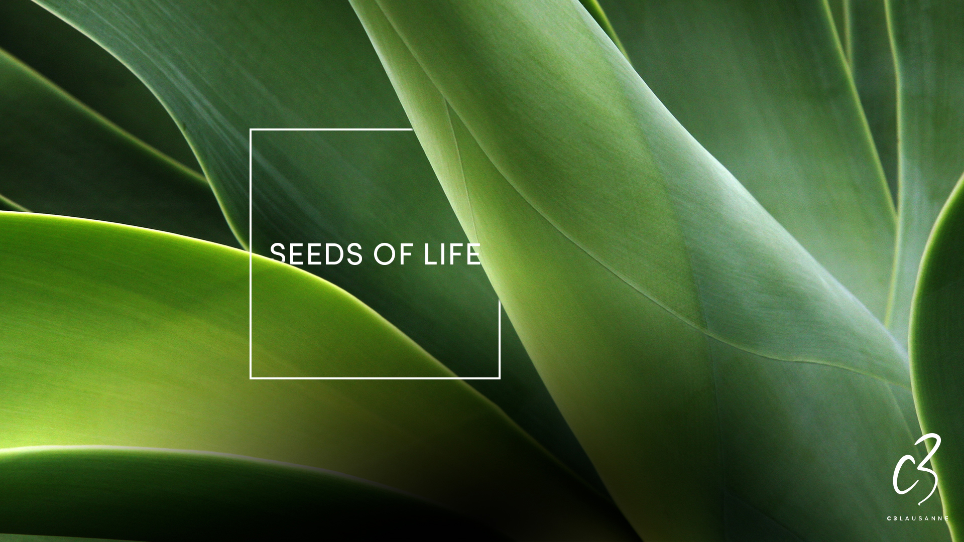 Seeds of life, partie 3, le Saint Esprit par Cédric Horton