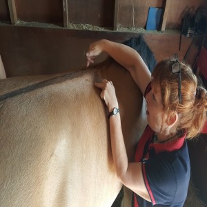 Making sure the "Jam in the Sandwich" helps both bits of bread to perform! How saddle fit affects rider confidence and performance & more