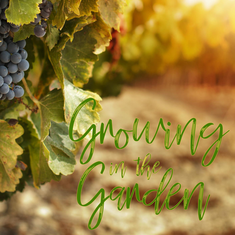 Series: Growing in the Garden (Part 1)