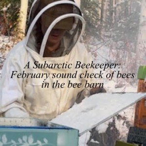 A Subarctic Beekeeper: February sound check of bees in the bee barn