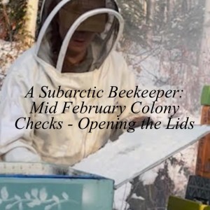 A Subarctic Beekeeper: Mid February Colony Checks - Opening the Lids