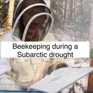 Beekeeping in a Subarctic drought