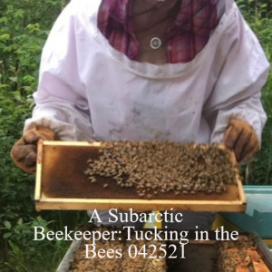 A Subarctic Beekeeper:Tucking in the Bees 042521