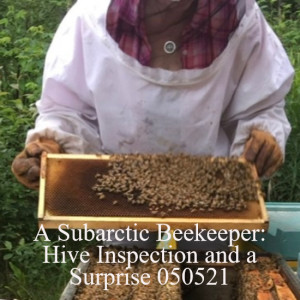 A Subarctic Beekeeper: Hive Inspection and a Surprise 050521