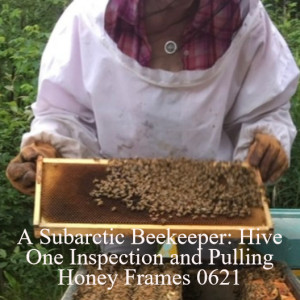 A Subarctic Beekeeper: Hive One Inspection and Pulling Honey Frames 0621
