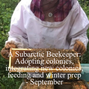 A Subarctic Beekeeper: Adopting colonies, integrating new colonies, feeding and winter prep - September