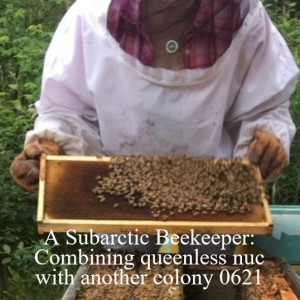 A Subarctic Beekeeper: Combining queenless nuc with another colony 0621