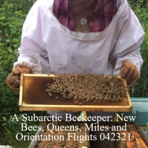 A Subarctic Beekeeper: New Bees, Queens, Mites and Orientation Flights 042321