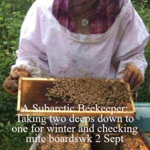 A Subarctic Beekeeper: Taking two deeps down to one for winter and checking mite boardswk 2 Sept