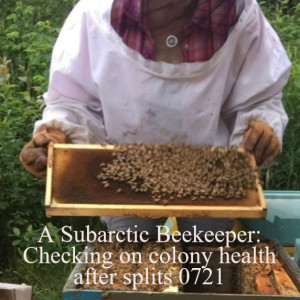 A Subarctic Beekeeper: Checking hive health after splits and adding a new queen - July