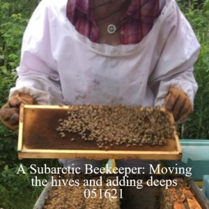 A Subarctic Beekeeper: Moving the hives and adding deeps 051621