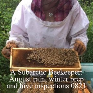 A Subarctic Beekeeper: August rain, winter prep and hive inspections 0821