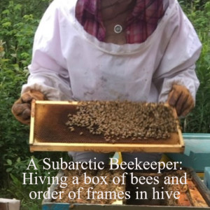 A Subarctic Beekeeper: Hiving a box of bees and order of frames in hive