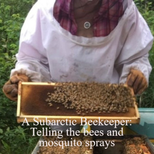 A Subarctic Beekeeper: Telling the bees and mosquito sprays 041221