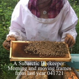 A Subarctic Beekeeper: Morning and moving frames from last year 041721