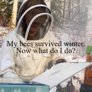A Subarctic Beekeeper: My bees survived winter. Now what do I do?