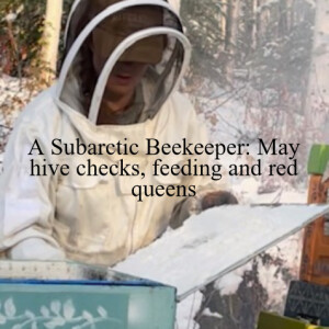 A Subarctic Beekeeper: May hive checks, feeding and red queens