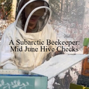 A Subarctic Beekeeper: Mid June Hive Checks