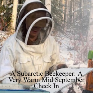 A Subarctic Beekeeper: A Very Warm Mid September Check in