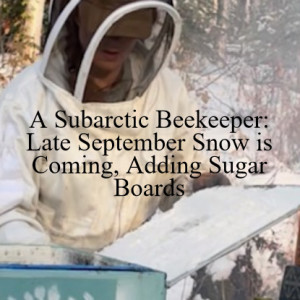 A Subarctic Beekeeper: Late September Snow is Coming, Adding Sugar Boards