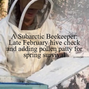 A Subarctic Beekeeper: Late February no cleansing flights since October and adding pollen patty for spring survival