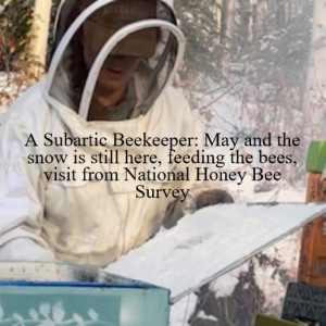 A Subartic Beekeeper: May and the snow is still here, feeding the bees, visit from National Honey Bee Survey