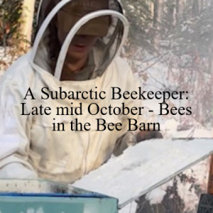A Subarctic Beekeeper: Late mid October - Bees in the Bee Barn
