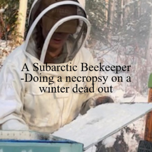 A Subarctic Beekeeper -Doing a necropsy on a winter dead out