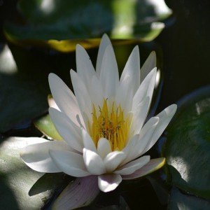 The First Water Lily