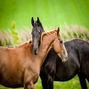 ALL THE BLACK-PILLED HORSES with Glen Rockney and Psi of Rare Candy