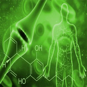 Hemp and the Endocannabinoid System (ECS)