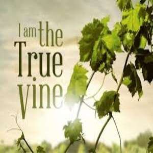 "I AM The True Vine"